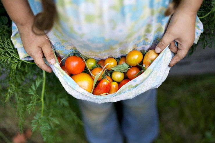 an apron full of freshly picked tomatoes